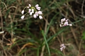0453 Allium roseum